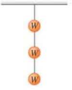 Chapter 5, Problem 2P, | In a museum exhibit, three equal weights are hung with identical wires. as shown in Figure 5.36 . 