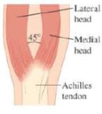 Chapter 5, Problem 7P, || BIO Muscles and tendons. Muscles are attached to bones by means of tendons. The maximum force 