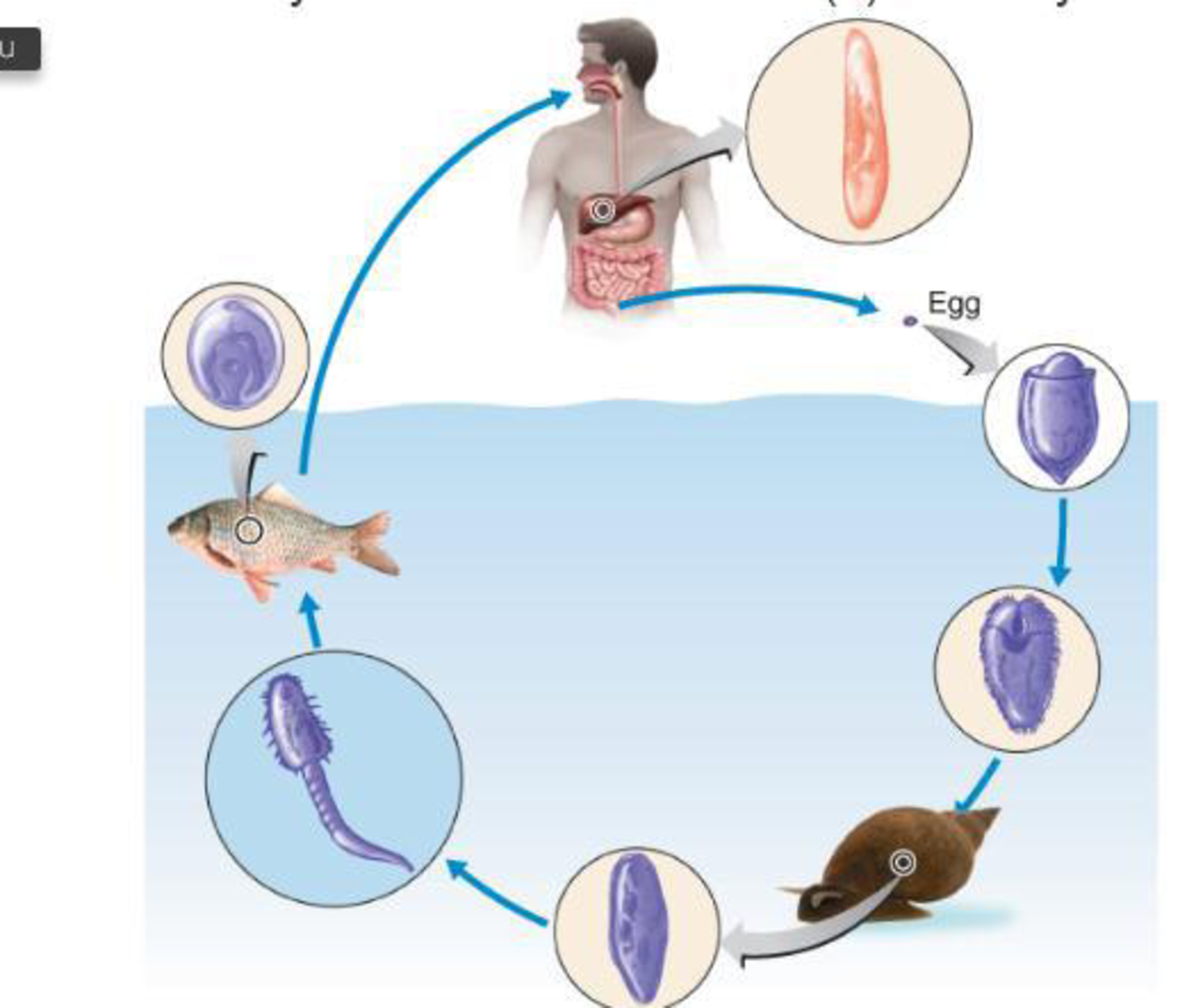 Chapter 12, Problem 10R, DRAW IT A generalized life cycle of the liver fluke Clonorchis sinensis is shown below. Label the 