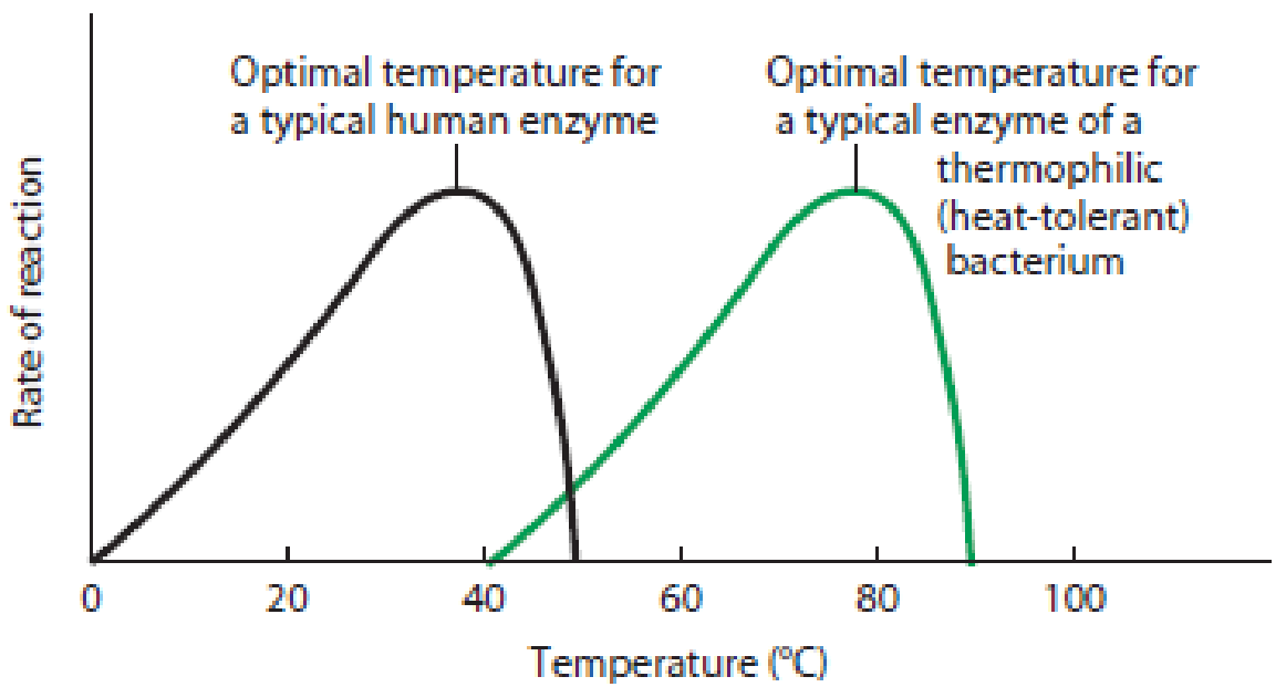 Chapter 6, Problem 6.4PS, Temperature and pH Effects. Figure 6-4 illustrates enzyme activities as functions of temperature and , example  1