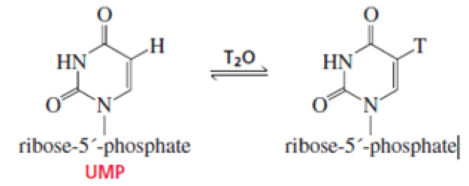 Chapter 18, Problem 43P, When UMP is dissolved in T2O, exchange of T for H occurs at the 5 position. Propose a mechanism for 