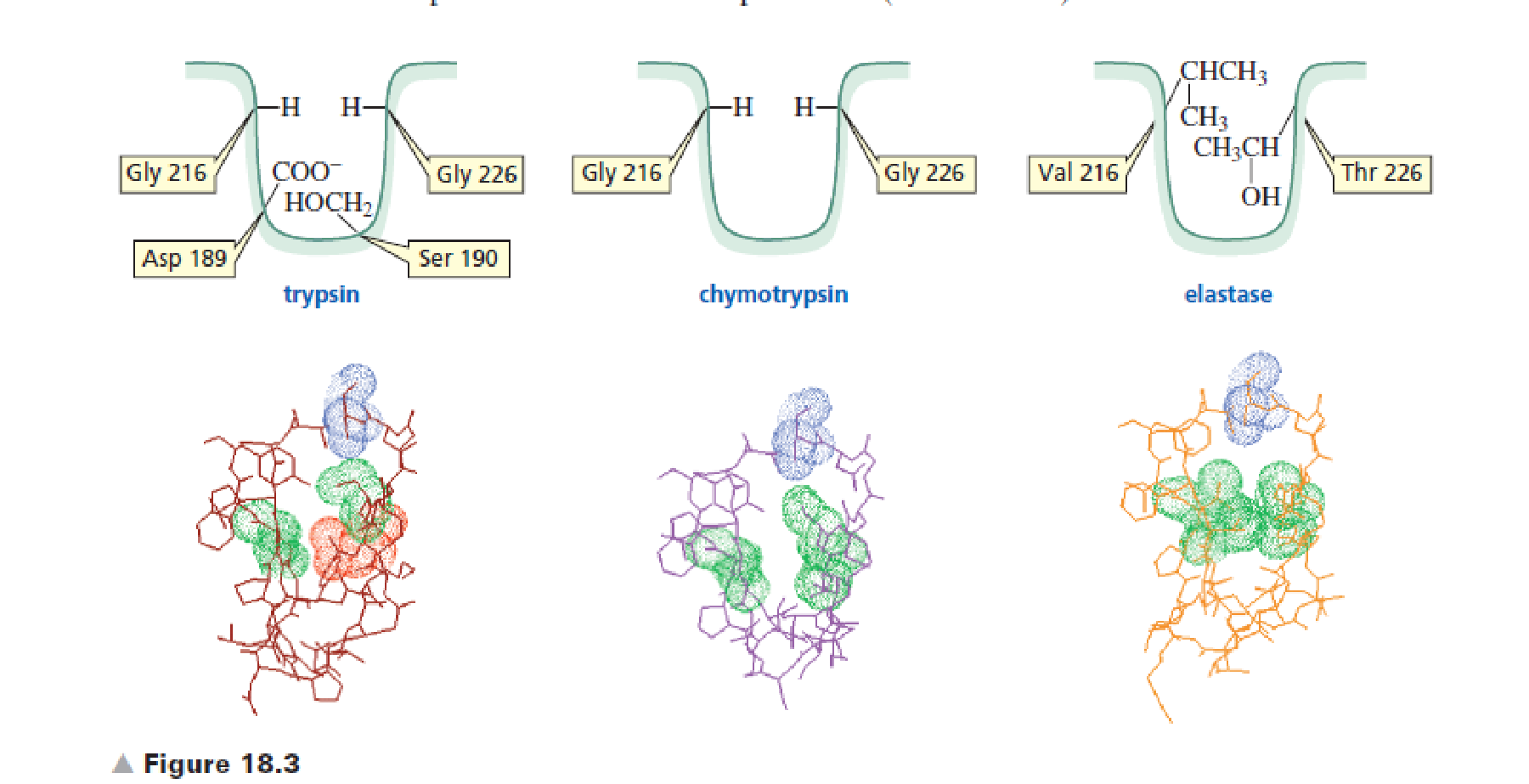 Chapter 18.3, Problem 4P, Arginine and lysine side chains fit into trypsins binding pocket (Figure 18.3). One of these side 