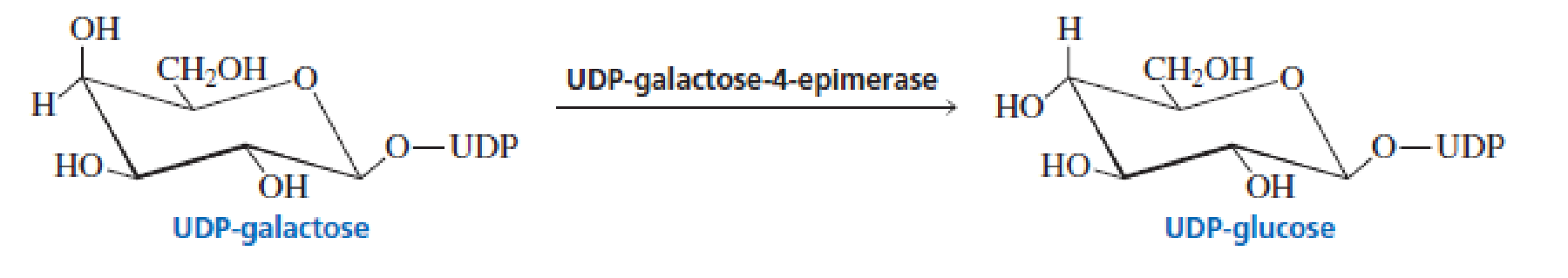 Chapter 19, Problem 45P, UDP-galactose-4-epimerase converts UDP-galactose to UDP-glucose. The reaction requires NAD+ as a 
