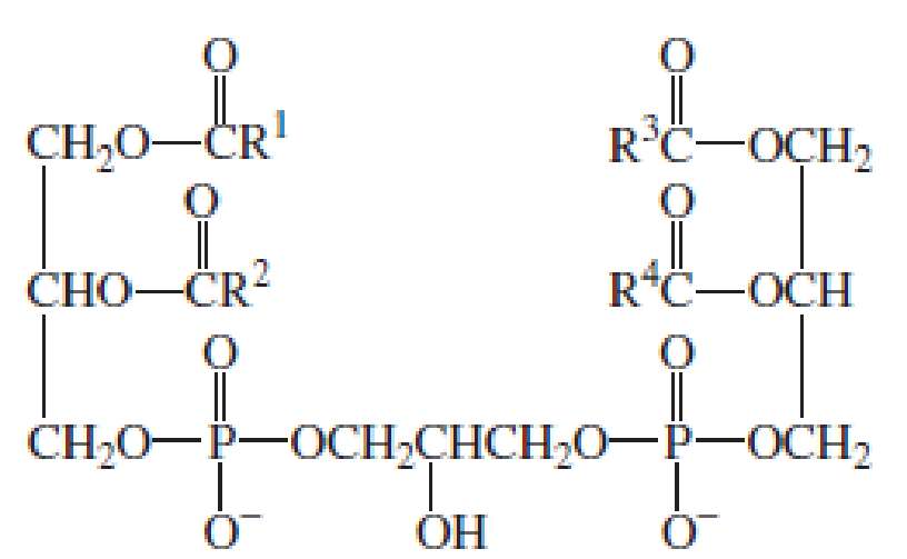 Chapter 20, Problem 19P, Cardiolipins are found in heart muscles. Draw the products formed when a cardiolipin undergoes 