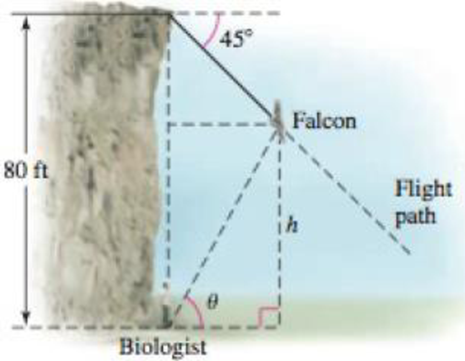 Chapter 3.10, Problem 68E, Tracking a dive A biologist standing at the bottom of an 80-foot vertical cliff watches a peregrine 