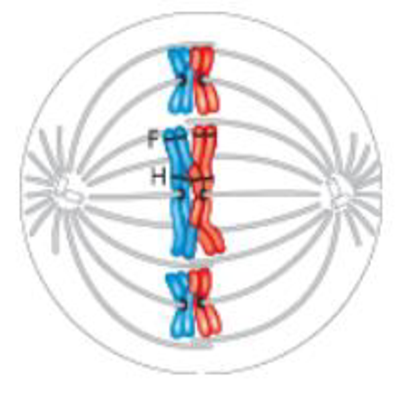 Chapter 10, Problem 5TYU, DRAW ITThe diagram shows a cell in meiosis. (a) Label the appropriate structures with these terms: 