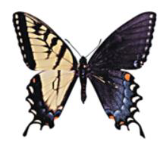 Chapter 12, Problem 13TYU, SYNTHESIZE YOUR KNOWLEDGE Butterflies have an X-Y sex determination system that is different from 