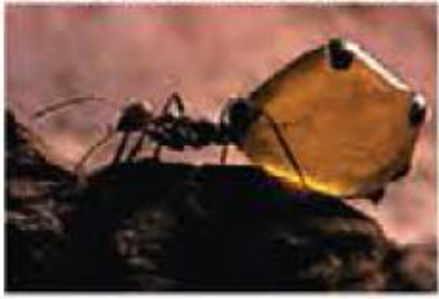 Chapter 19, Problem 9TYU, SYNTHESIZE YOUR KNOWLEDGE This honeypot ant (genus Myrmecocystus) can store liquid food Inside its 
