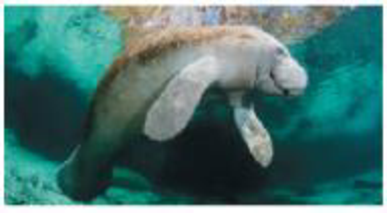 Chapter 20, Problem 11TYU, SYNTHESIZE YOUR KNOWLEDGE This West Indian manatee (Trichechus manatus) is an aquatic mammal. Like 