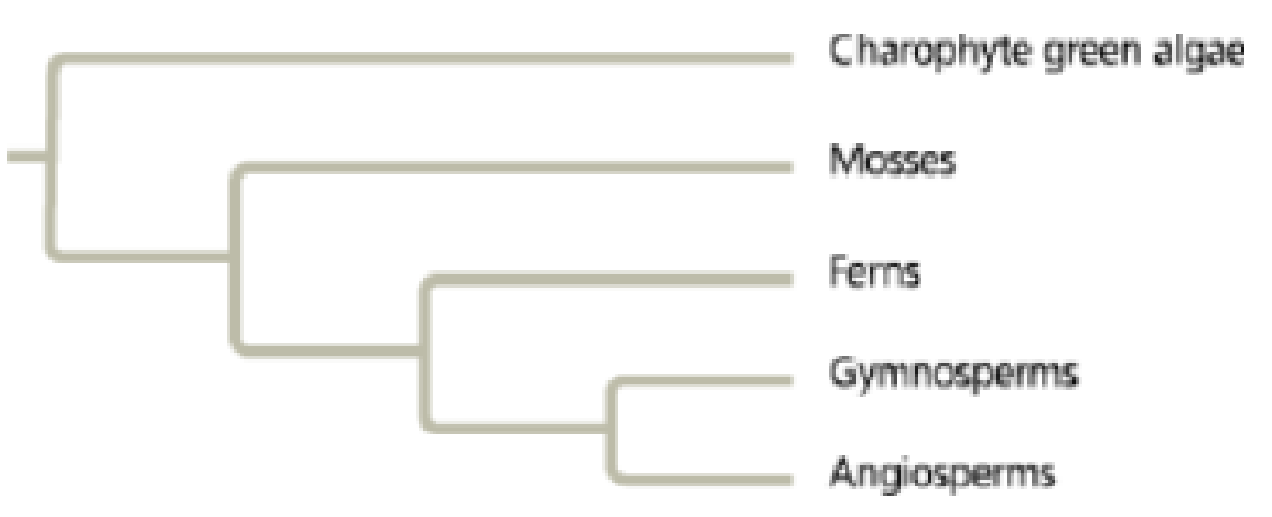 Chapter 26, Problem 6TYU, DRAW IT Use the letters a-d to label where on the phylogenetic tree each of the following derived 