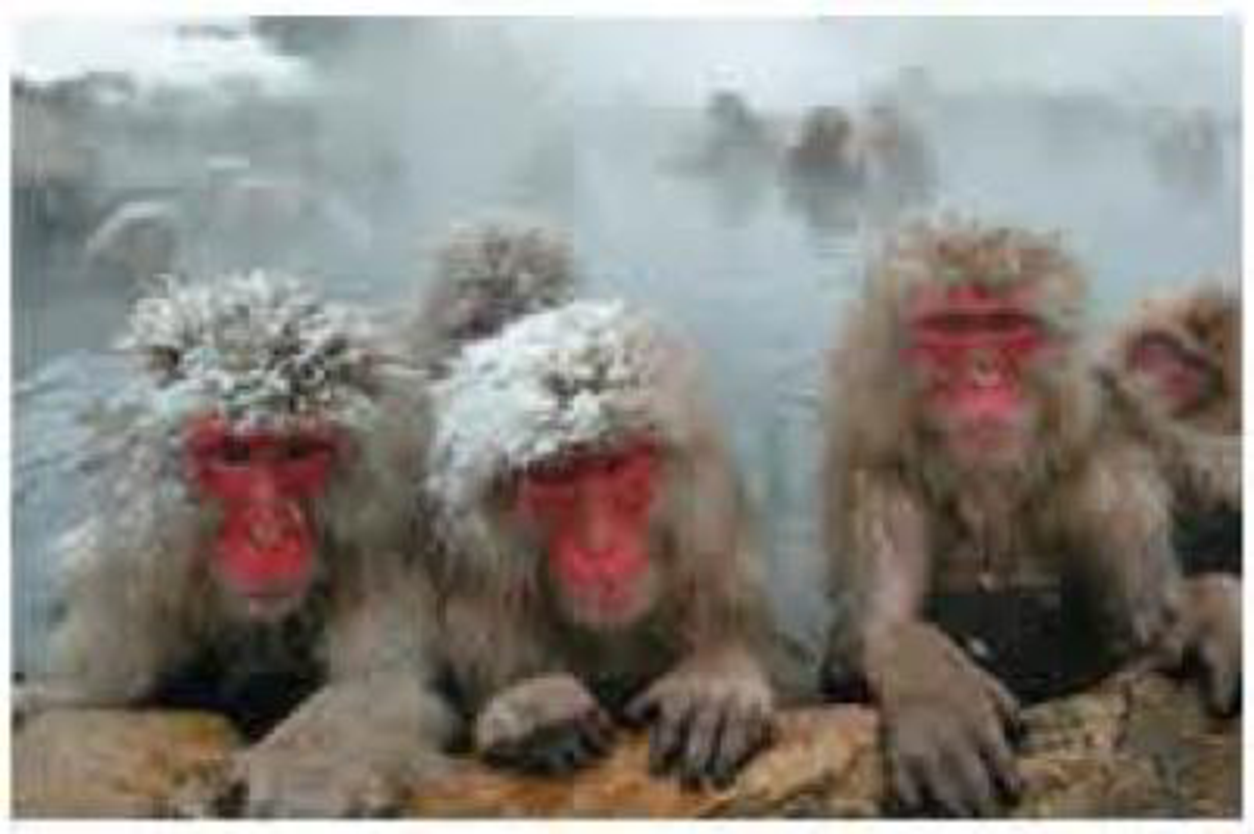 Chapter 32, Problem 12TYU, SYNTHESIZE YOUR KNOWLEDGE These macaques (Macaca fuscata) are partially immersed in a hot spring in 