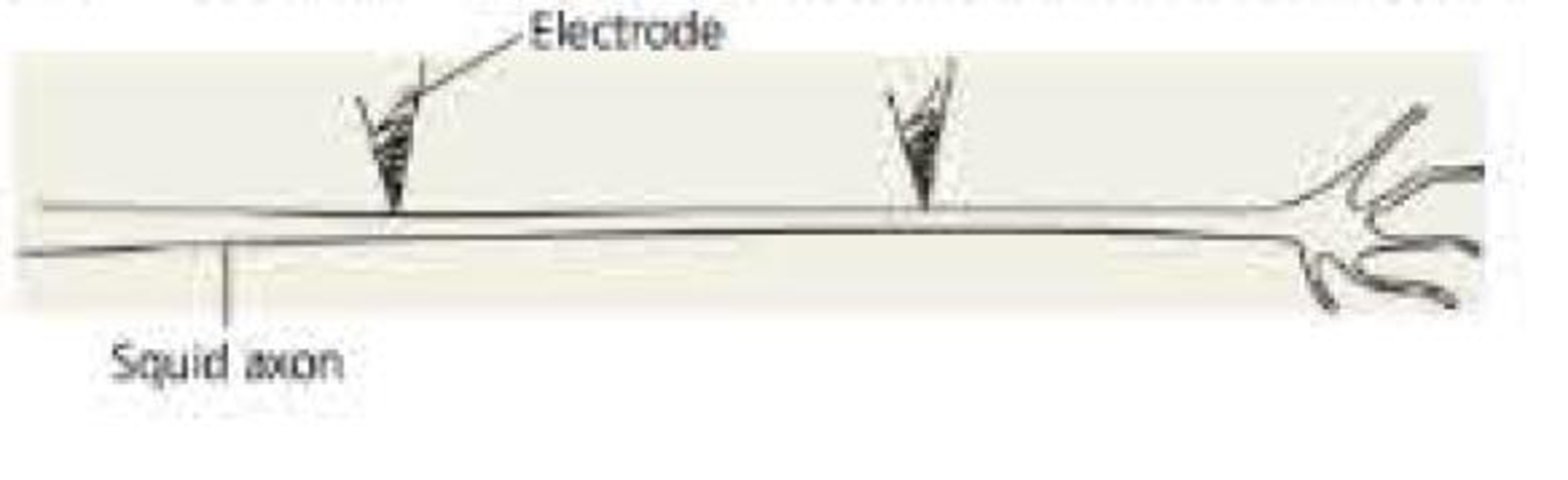 Chapter 37, Problem 9TYU, DRAW IT Suppose a researcher inserts a pair of electrodes at two different positions along the 