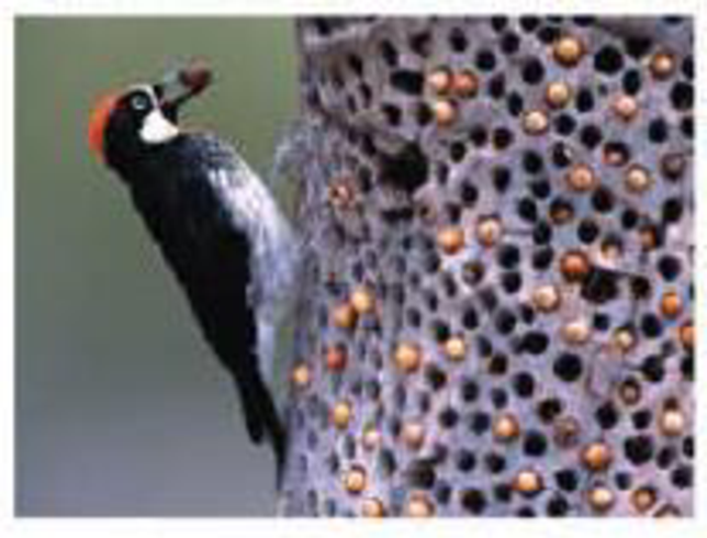 Chapter 39, Problem 12TYU, SYNTHESIZE YOUR KNOWLEDGE Acorn woodpeckers (Melanerpes formicivorus) stash acorns in storage holes 