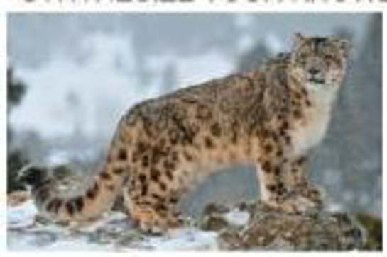 Chapter 43, Problem 11TYU, SYNTHESIZE YOUR KNOWLEDGE Big cats, such as the snow leopard (Panthera uncia) shown here and on the 
