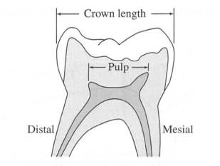 Chapter 3.3, Problem 35E, Molars The crown length as shown below of first molars in fetuses is related to the postconception 