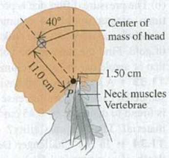 Chapter 11, Problem 11.23E, BIO Neck Muscles. A student bends her head at 40.0 from the vertical while intently reading her 