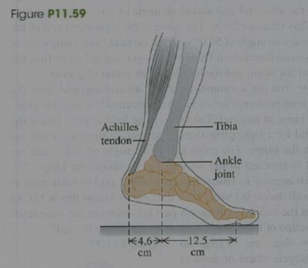 Chapter 11, Problem 11.59P, BIO Tendon-Stretching Exercises. As part of an exercise program, a 75-kg person does toe raises in 