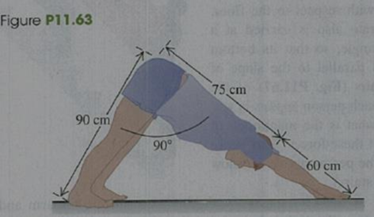 Chapter 11, Problem 11.63P, BIO Downward-Facing Dog. The yoga exercise Downward-Facing Dog requires stretching your hands 
