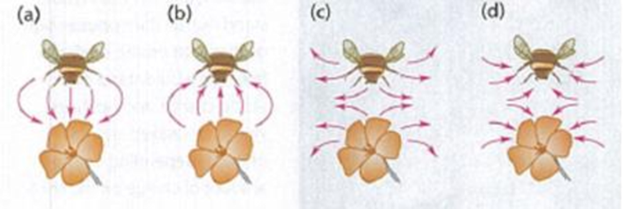 Chapter 21, Problem 21.100PP, After one bcc left a flower with a positive charge, that bee flew away and another bcc with the same 