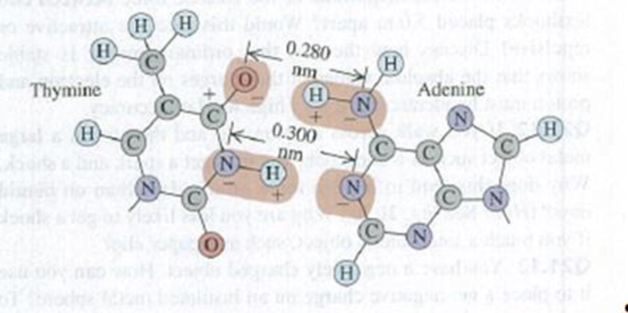 Chapter 21, Problem 21.21E, BIO Base Pairing in DNA, I. The two sides of the DNA double helix are connected by pairs of bases 