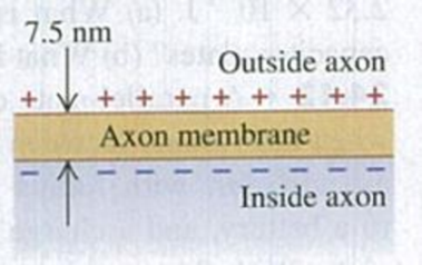 Chapter 24, Problem 24.48P, BIO Cell Membranes. Cell membranes (the walled enclosure around a cell) are typically about 7.5 nm 