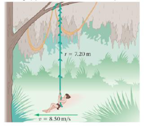 Chapter 10, Problem 28PCE, Predict/Calculate Jeff of the Jungle swings on a vine that is 7.20 m long (Figure 10-28). At the 