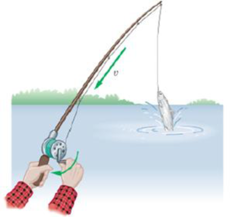 Chapter 10, Problem 31PCE, Predict/Calculate As Tony the fisherman reels in a "big one, he turns the spool on his fishing reel 