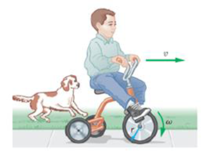 Chapter 10, Problem 39PCE, A child pedals a tricycle, giving the driving wheel an angular speed or  = 0.875 rev/s (Figure 