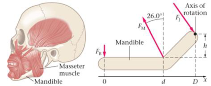 Chapter 11, Problem 76GP, BIO The Masseter Muscle The masseter muscle, the principal muscle for chewing, is one of the 