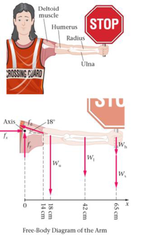 Chapter 11, Problem 84GP, BIO Deltoid Muscle A crossing guard holds a STOP sign at arms length, as shown in Figure 11-63. Her 