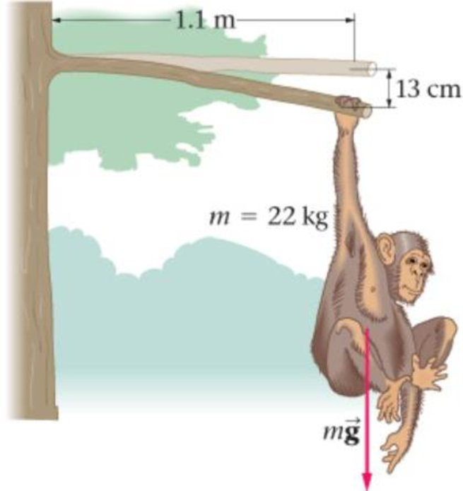 Chapter 17, Problem 33PCE, A 22-kg chimpanzee hangs from the end of a horizontal, broken branch 1.1 m long, as shown in Figure 