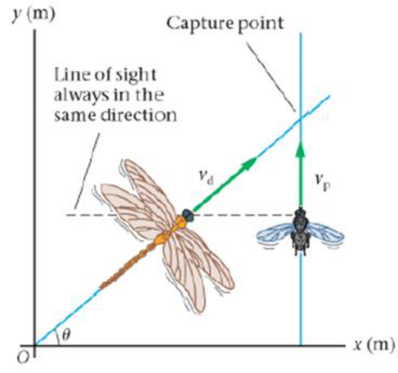 Chapter 3, Problem 83PP, BIO Motion Camouflage in Dragonflies Dragonflies, whose ancestors were once the size of hawks, have 