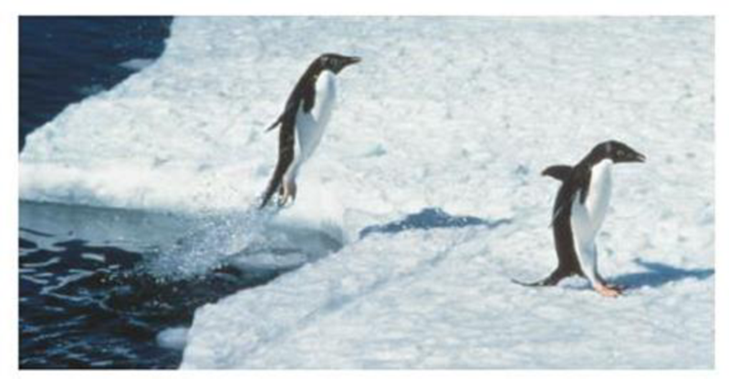 Chapter 4, Problem 54GP, CE The penguin to the left in the accompanying photo is about to land on an ice floe. Just before it 