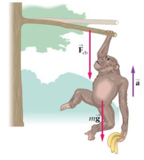 Chapter 5, Problem 64GP, As it pulls itself up to a branch, a chimpanzee accelerates upward at 2.2 m/s2 at the instant it 