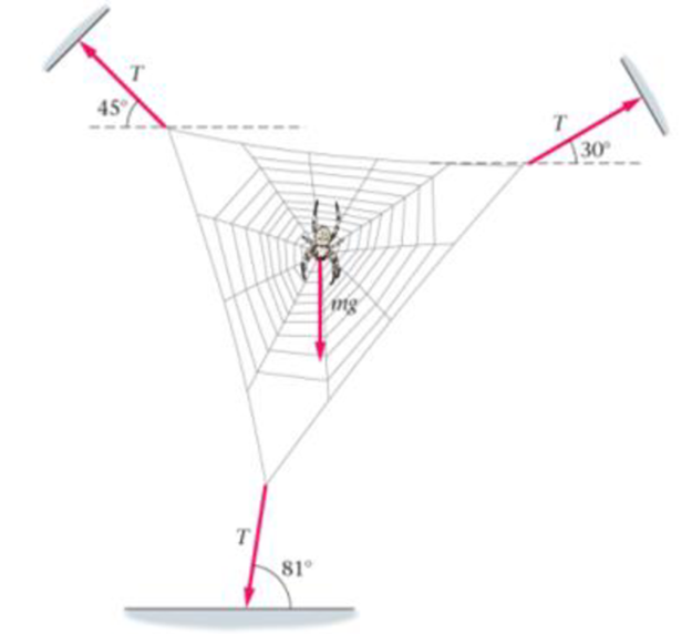 Chapter 6, Problem 30PCE, BIO Spiderweb Forces An orb-weaver spider sits in her web that is supported by three radial strands 