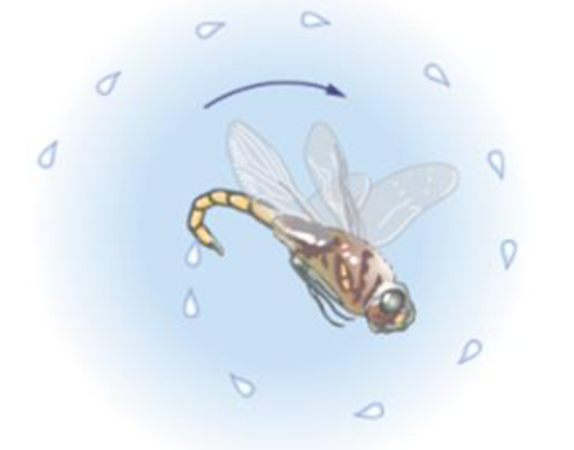 Chapter 6, Problem 59GP, Spin-Dry Dragonflies Some dragonflies splash down onto the surface of a lake to clean themselves. 