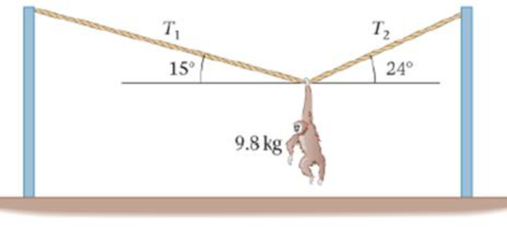 Chapter 6, Problem 72GP, Predict/Calculate A 9 8-kg monkey hangs from a rope as shown in Figure 6-70. The tension on the left 