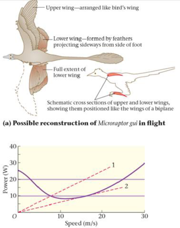Chapter 7, Problem 84PP, BIO Microraptor gui: The Biplane Dinosaur The evolution of flight is a subject of intense interest 