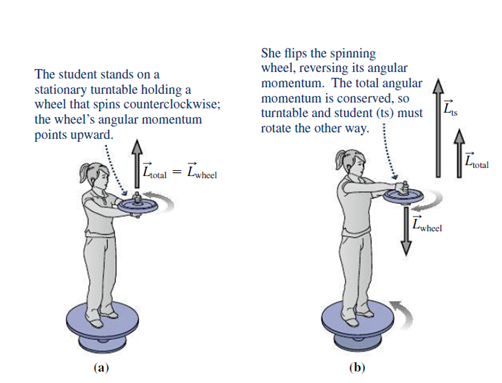 Chapter 11.4, Problem 11.4GI, You step onto an initially nonrotating turntable like the one in Fig. 11.8, holding a nonrotating 