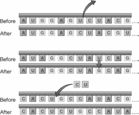 Chapter 7, Problem 20SQ, Name and describe the effects of the following mutations (read from left of right): (a) 