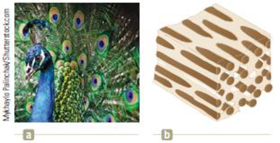 Chapter 27, Problem 68P, Iridescent peacock feathers are shown in Figure P27.68a (page 938). The surface of one microscopic 