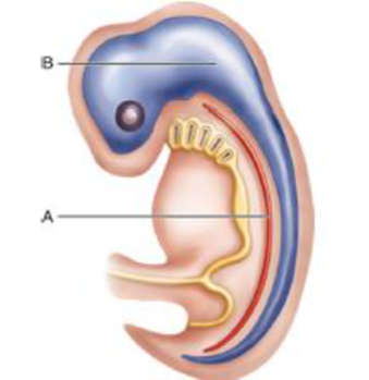 Chapter 35, Problem 3U, In the figure, item A is the ______ and item B is the _______. a. complete digestive system; 
