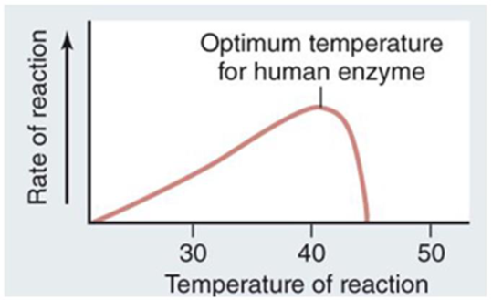 Chapter 6, Problem 1S, Examine the graph showing the rate of reaction versus temperature for an enzyme-catalyzed reaction 