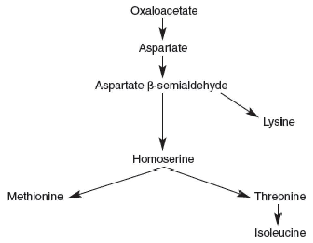 Chapter 10, Problem 2AL, Examine the branched pathway shown here for the synthesis of the amino acids aspartate, methionine, 