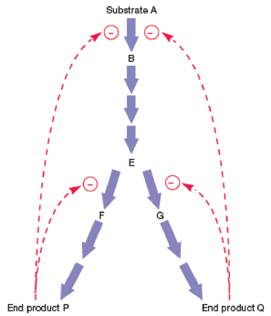 Chapter 10.7, Problem 2MI, Figure 10.21 Feedback Inhibition. Feedback inhibition in a branching pathway with two end products. 