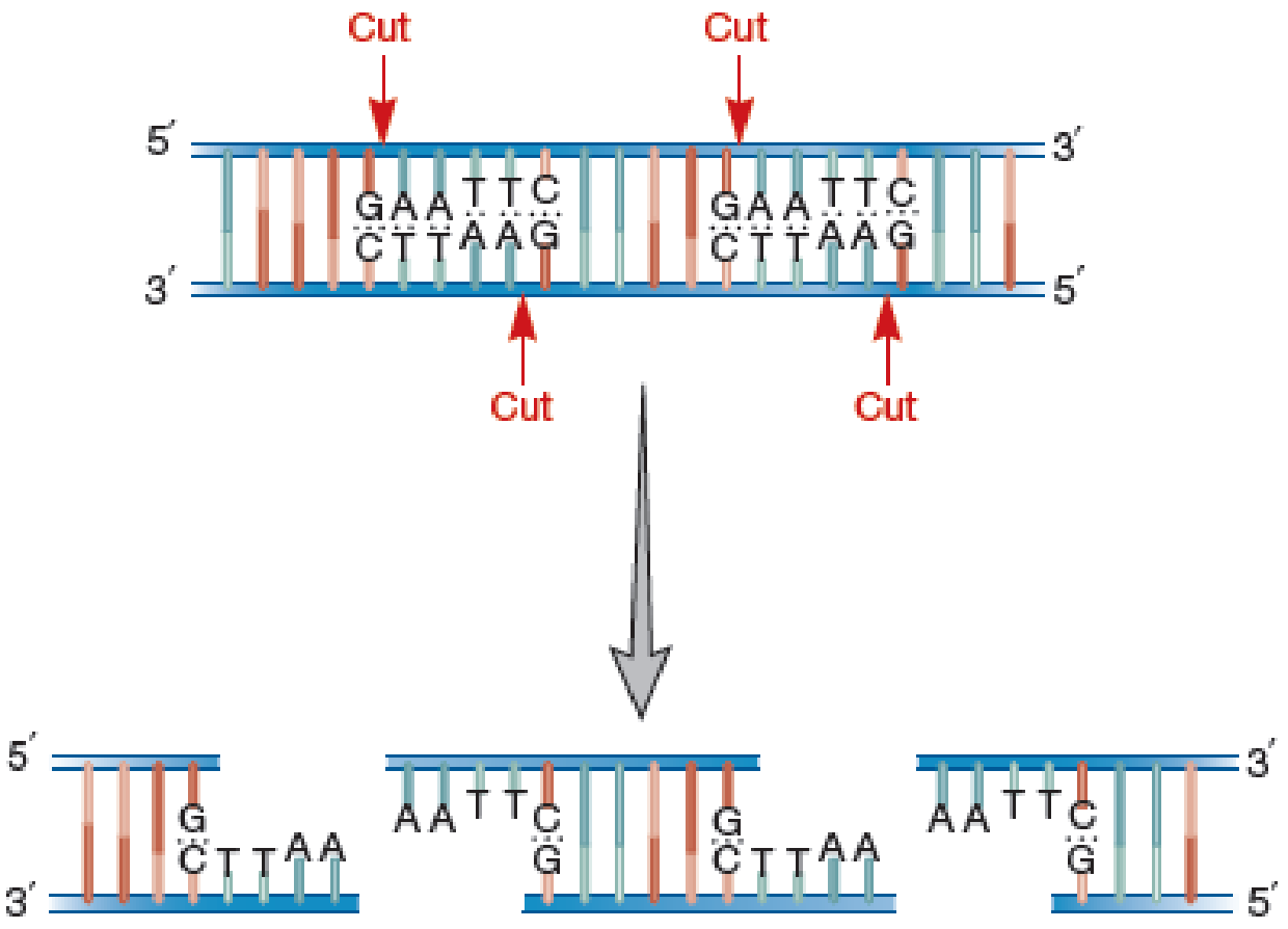 Chapter 17.1, Problem 1MI, Examine the uncut piece of DNA shown in the upper half of this figure. Where would an exonuclease 