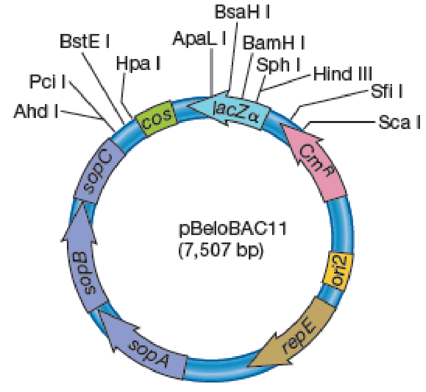 Chapter 17.1, Problem 7MI, In what ways does the BAC shown here differ from the plasmid pUC19 shown in figure 17.10? Bacterial , example  1