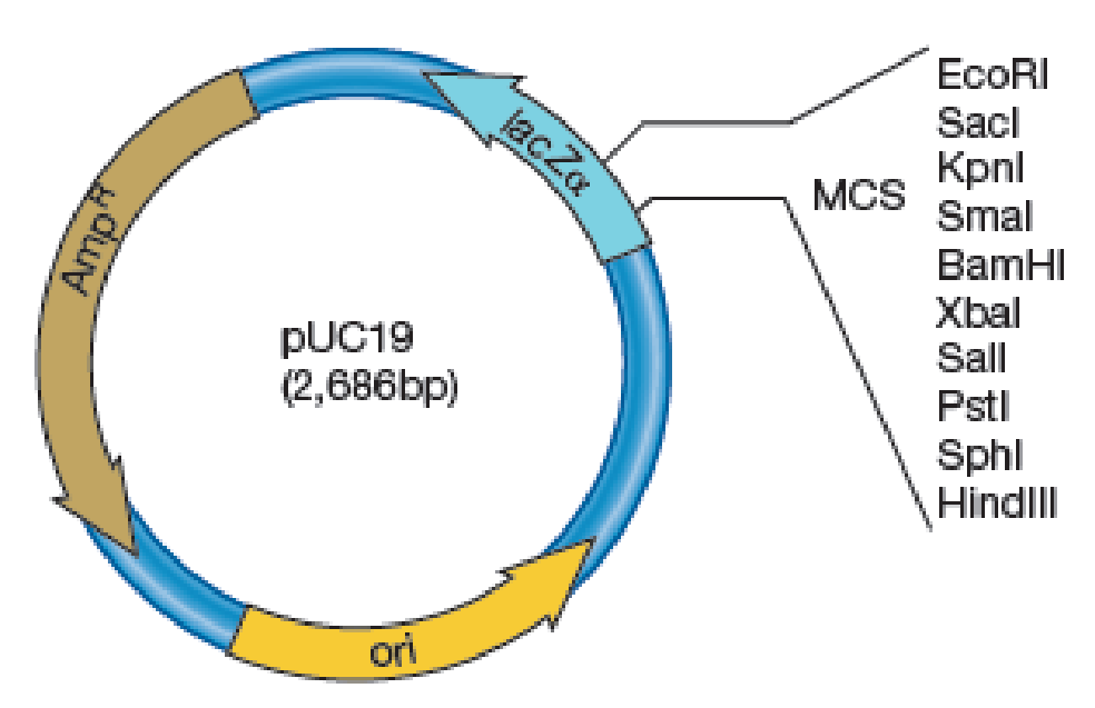Chapter 17.1, Problem 7MI, In what ways does the BAC shown here differ from the plasmid pUC19 shown in figure 17.10? Bacterial , example  2