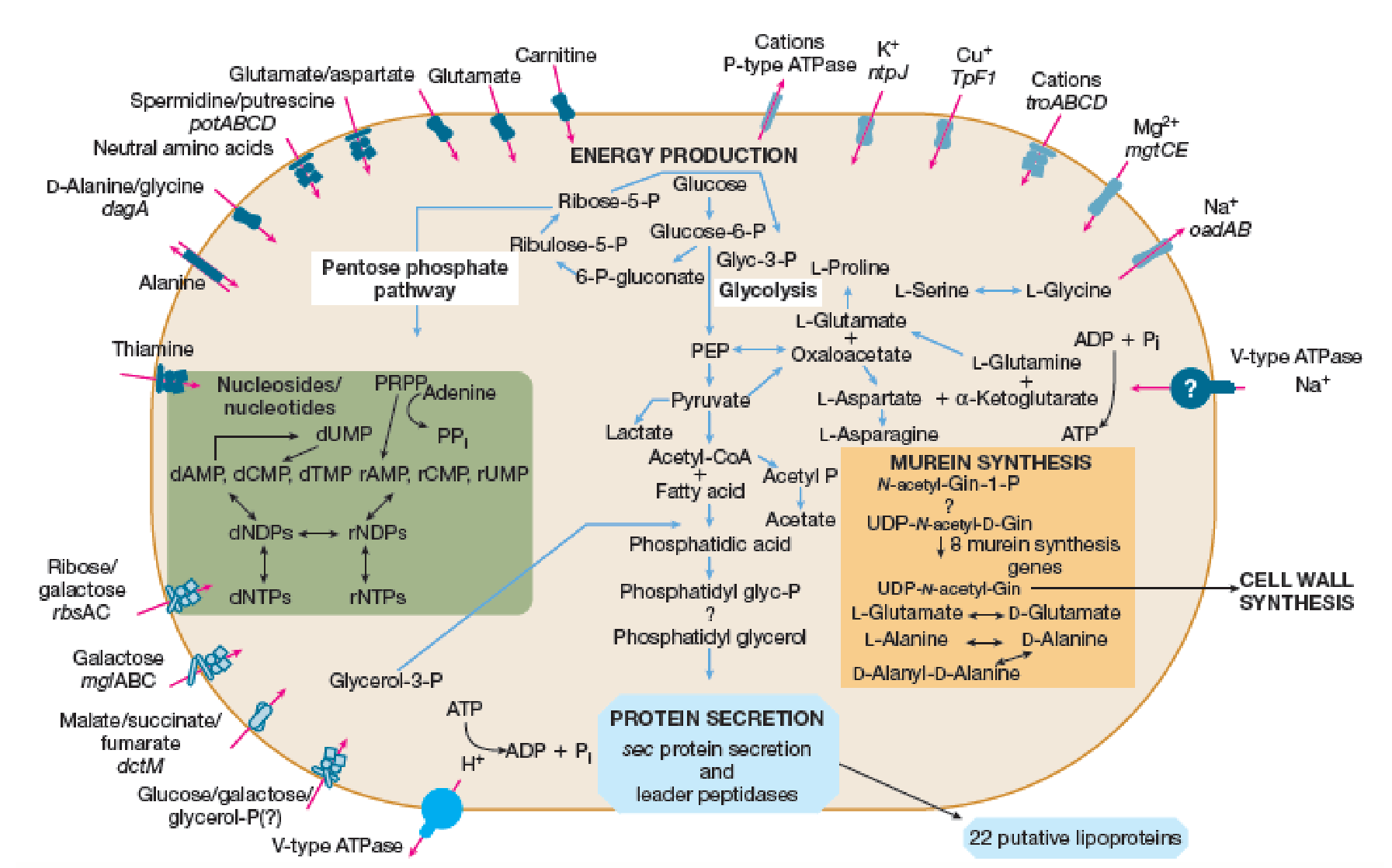 Chapter 18.5, Problem 1MI, Figure 18.12 Metabolic Pathways and Transport Systems of Treponema pallidum. This depicts T. 