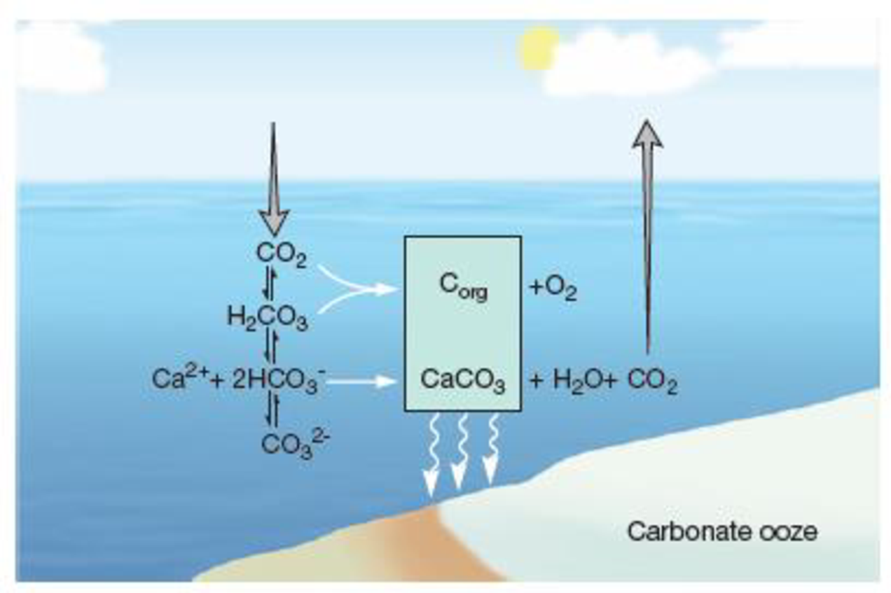 Chapter 30.1, Problem 1MI, Figure 30.1 The Carbonate Equilibrium System. Atmospheric CO2 enters seawater and is converted to 